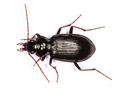 Nebria salina